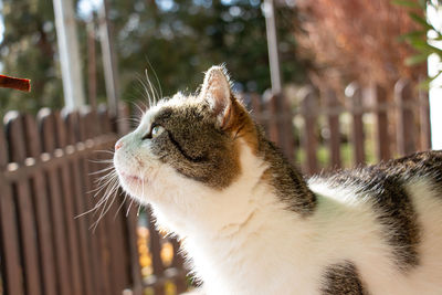 Close-up of cat looking away