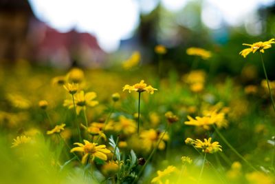 Close-up of yellow flower