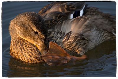 Close-up of duck swimming in lake