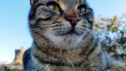 Close-up portrait of cat