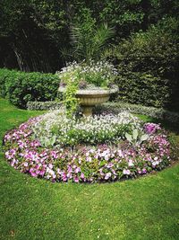 Flowers in lawn