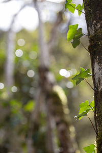 Close-up of tree trunk in forest