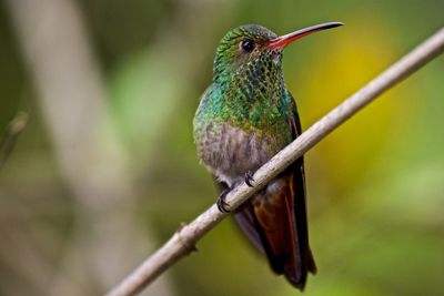 Close-up of bird perching on branch