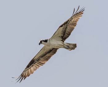 Low angle view of eagle flying in sky