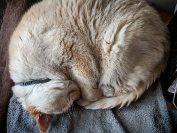 High angle view of cat sleeping