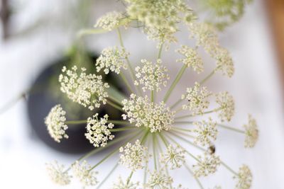 High angle view of flowers