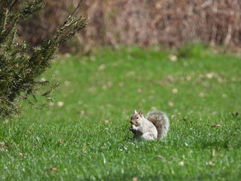 View of a cat on field