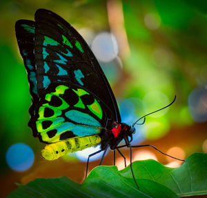 Close-up of colorful butterfly on leaf. 