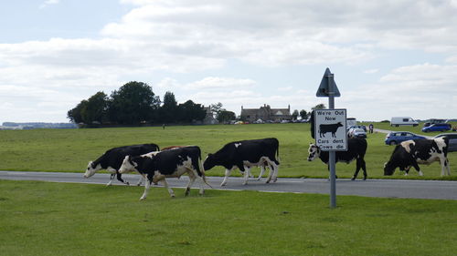 Cows crossing the road on minchinhampton common. the sign reads cows are out, cars dent cows die.