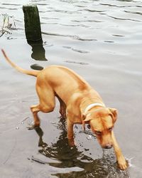 Dog in water