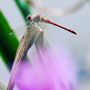 Close-up of dragonfly