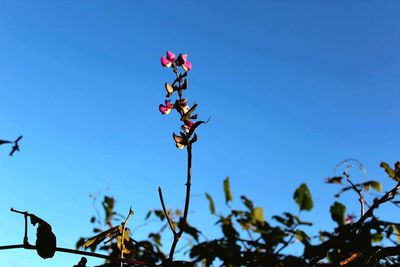 Flowers against blue sky