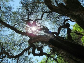 Low angle view of bird perching on tree against sky