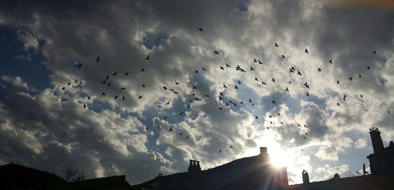 flying, bird, low angle view, animal themes, sky, animals in the wild, flock of birds, silhouette, wildlife, cloud - sky, mid-air, built structure, cloud, building exterior, architecture, cloudy, nature, spread wings, sunset
