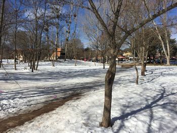 Bare trees on snow covered landscape