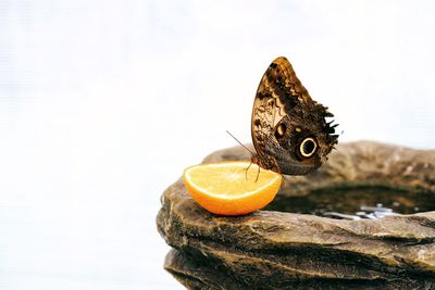 Close-up of butterfly on lemon over drinking fountain against clear sky