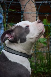 Close-up of a dog looking away