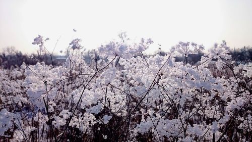 Close-up of flower tree against clear sky