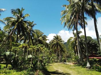 Palm trees on field against sky