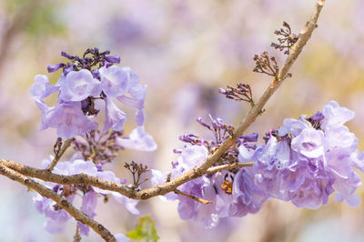 Close-up of cherry blossoms on branch