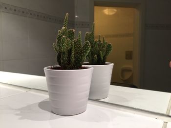 Potted plants in pot