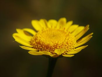 Close-up of a yellow flower against blurred background