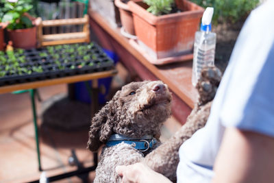 Midsection of man playing with dog