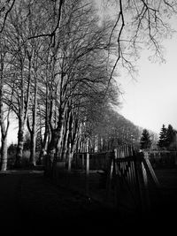 Bare trees against sky