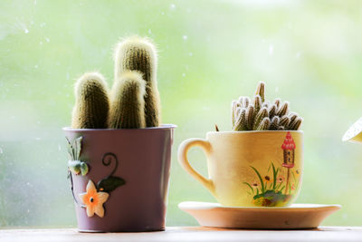 Close-up of potted plants in cups