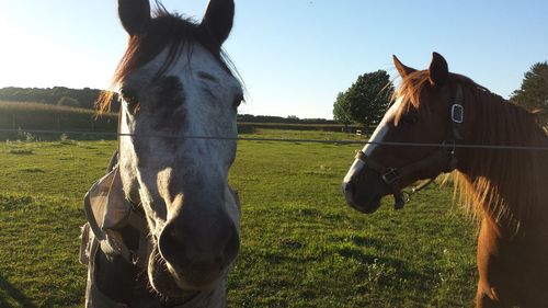 Horse in field