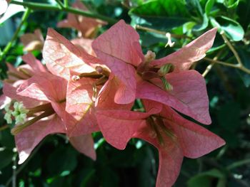 Close-up of pink flowers