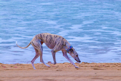 Side view of horse drinking water on beach