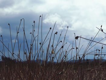 View of field against cloudy sky