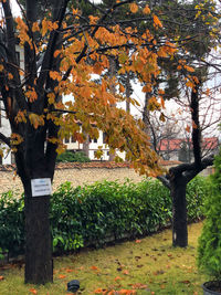 Trees growing in park during autumn