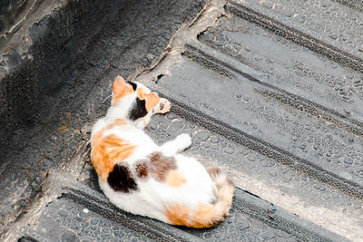 High angle view of cat lying down on floor