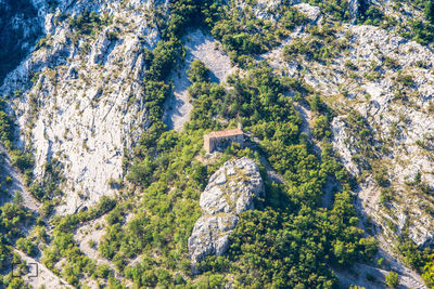 High angle view of pine trees in forest