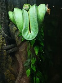 Green tree python coiled up on tree in zoo
