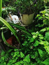 Green lizard on plant