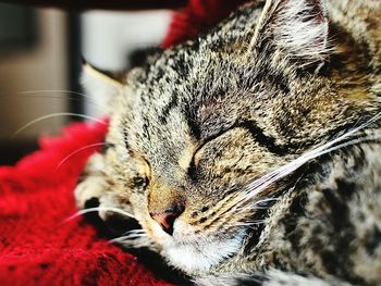 Close-up of cat sleeping