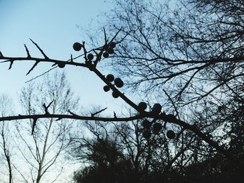 Low angle view of bare tree against sky