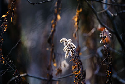 Close-up of dead plants