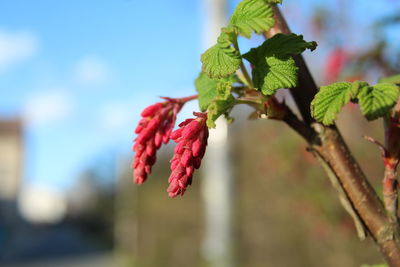 Close-up of red berries on plant