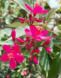 Close-up of pink flowers blooming on tree