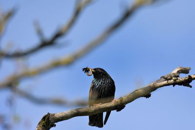 Bird perching on a tree