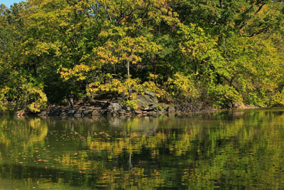 View of a lake in forest