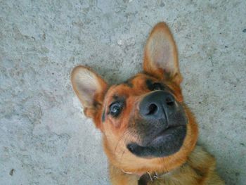 High angle portrait of dog