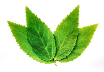 Close-up of fresh green leaves against white background