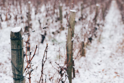 Close-up of snow covered plants on land