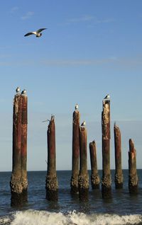 Seagulls flying over sea against clear sky