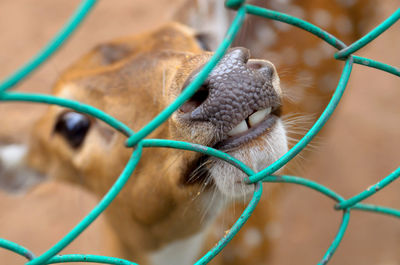 A spotted deer in the jambi zoo, in the photo when the deer invites to play